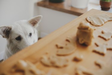 Cute white dog looking at gingerbread cookies dough on wooden table in modern room. Funny curious swiss shepherd doggy and christmas cookies. Authentic moment. Pet and Holiday preparation