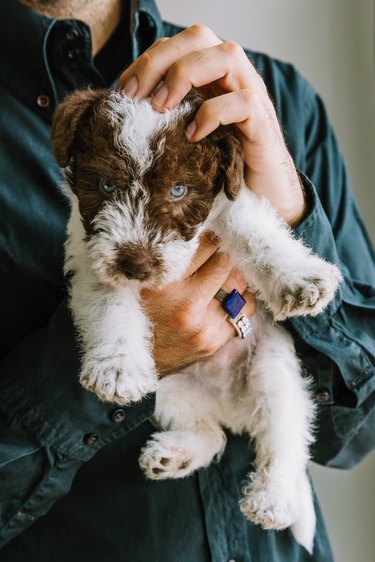 Fox Terrier puppy in the arms of his owner