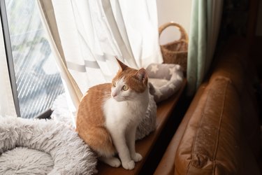 cat by the window