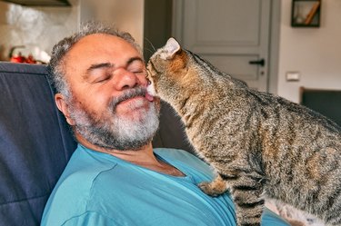 Tabby Cat Licking Face Of Bearded Man In Living Room
