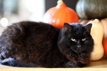 Halloween decorations and Black cat
