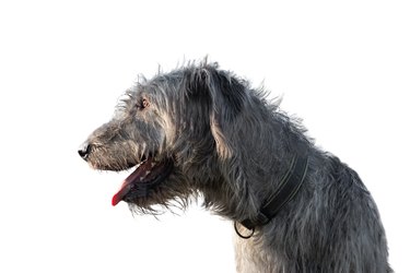 Closeup of the Irish Wolfhound isolated on white background. Animal profile.