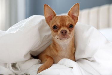 Cute tan and white Chihuahua dog under the covers on a bed