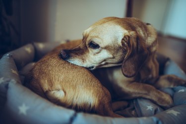 Dog biting his back