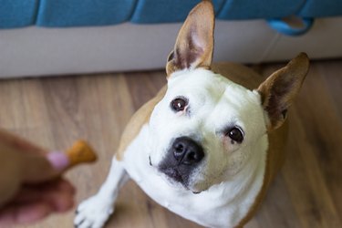 Dog receiving a treat