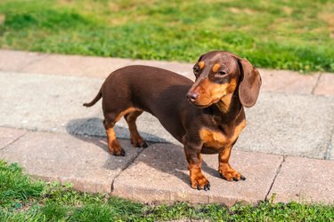 Miniature dachshund puppy standing outside on a path in summer.