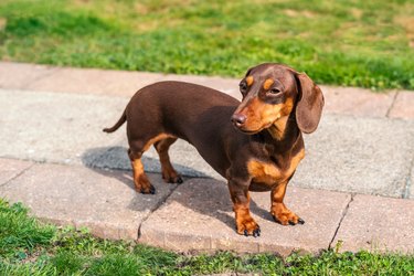 how much should my dachshund weigh