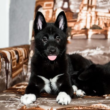 Cute puppy of black and white color.