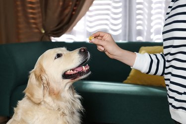 Woman giving bone shaped pill to cute dog at home, closeup. Vitamins for animal