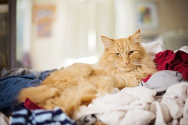 Fluffy Orange Cat sits on a pile of laundry