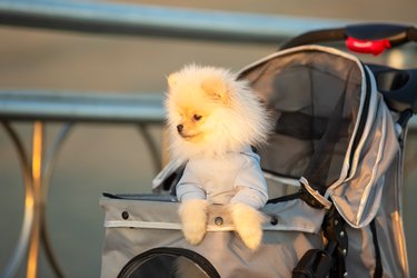 Spitz Pomeranian puppy in a pram strolling on the beach