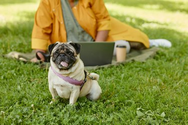 Cute Pug on Grass