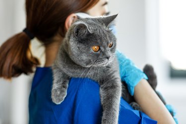 Cute cat getting a checkup