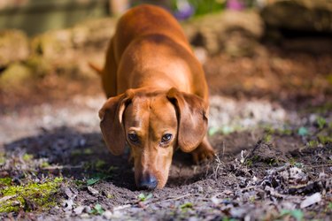 Dog sniffing dirt