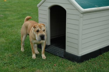 Dog outside of a dog house