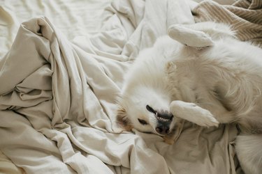 Adorable white dog sleeping on beige sheets in comfortable bedroom. Cute dog lying and relaxing on bed. Adopted dog in cozy home. Nap time. Morning aesthetic