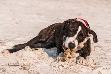 Pitbull at beach