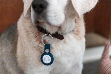 Senior dog with airtag tracker with dog emoticon attached to the collar for security.