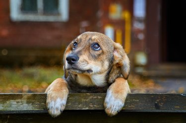 Little brown stray dog on the street