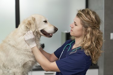 Female doctor examining dog's at vet's office