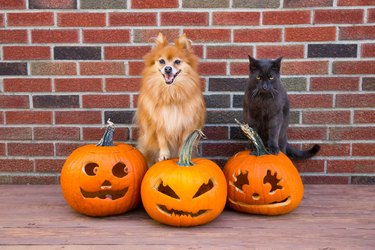 Pomeranian Dog And Cat On Jack O Lanterns For Halloween