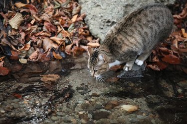 Cat who wants to drink water at the creek
