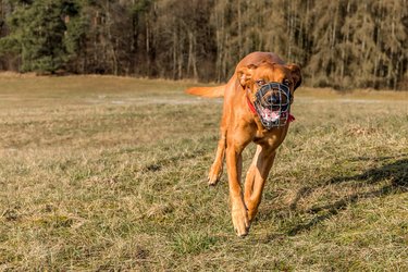 Front view of a running dog in a field wearing a basket muzzle
