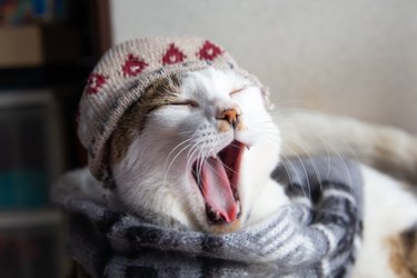 Cat wearing knit hat and scarf