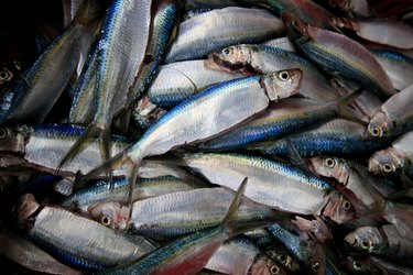 fish trade in the port of sardines