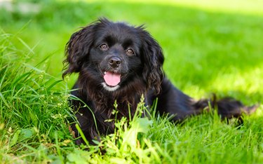 A positive black dog is looking at the camera and smiling.