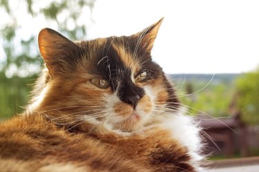 Portrait of ginger cat in sunlight closeup