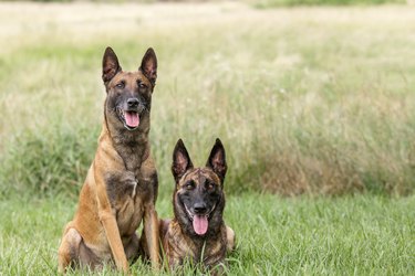 Belgian Malinois and Dutch Shepherd in meadow