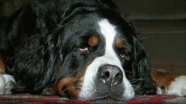 Bernese Mountain Dog