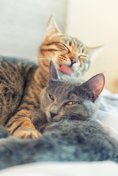 Two cats cuddle and groom each other