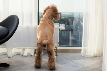 Dog stands on its hind legs and looks out the window at the street.