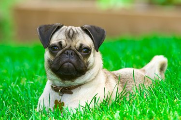 Pug lying on green lawn