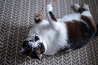 black and white cat with blue eyes lying on the carpet. close up