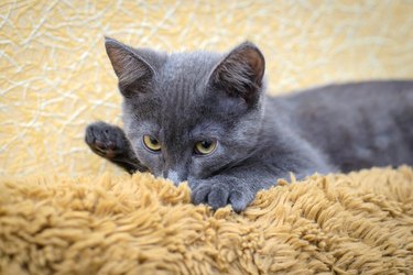 Gray kitten sucking on wool brown bedspreads