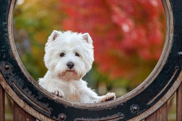 White west highland terrier in the round frame