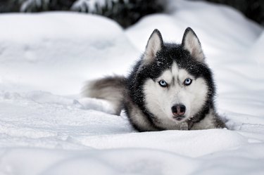 Husky dog lying in the snow on snowdrift, front view