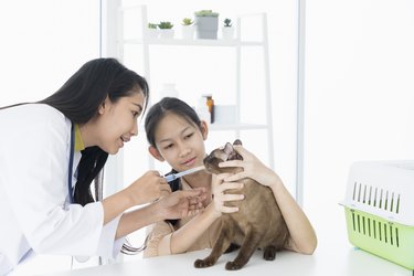 A veterinarian doctor is teaching a cat how to give medication. Syringe to give medication of pills to pets.