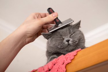 Caring for a domestic cat. Combing the animal's fur. British shorthair cat gets groomed