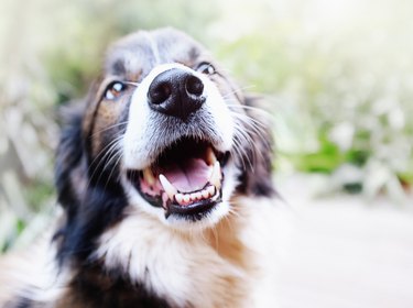 Happy pet Border Collie dog laughs