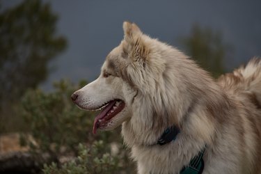 Husky portrait