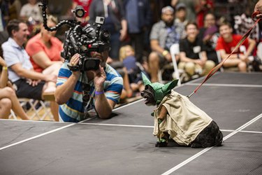 dog dressed up as Yoda for PAWmicon 2019: Cosplay For A Cause