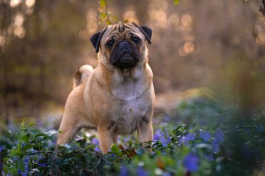 Cute pug dog in a garden