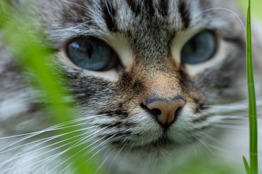 Can You Use Human Eyedrops on Cats?