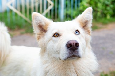 A fluffy white shepherd dog looks up at the camera. The dog has pointy ears, a pink nose, one blue eye and one brown eye.