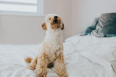 Cute Little Poodle Barks on a Bed