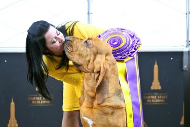 Winner of the Westminster Dog Show Visits the Empire State Building